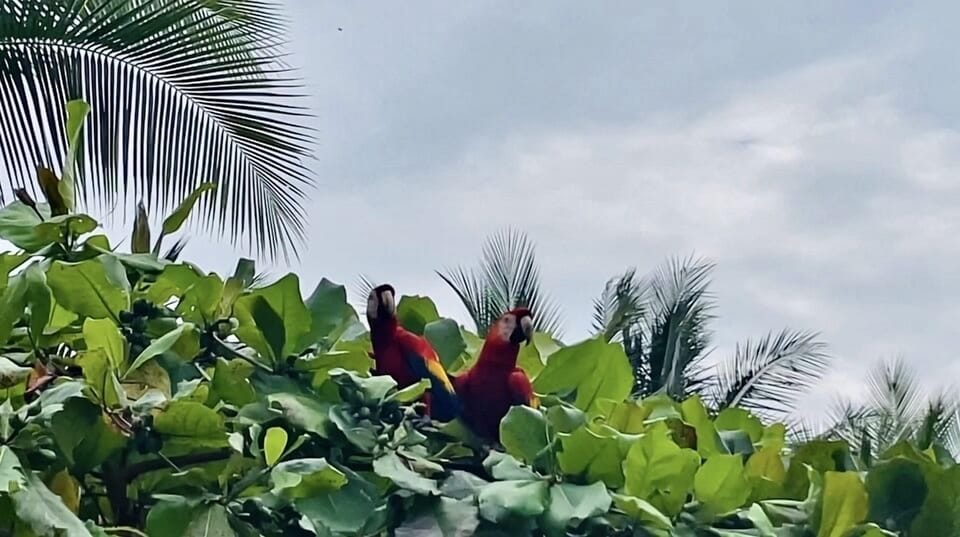 Daily visits from macaws