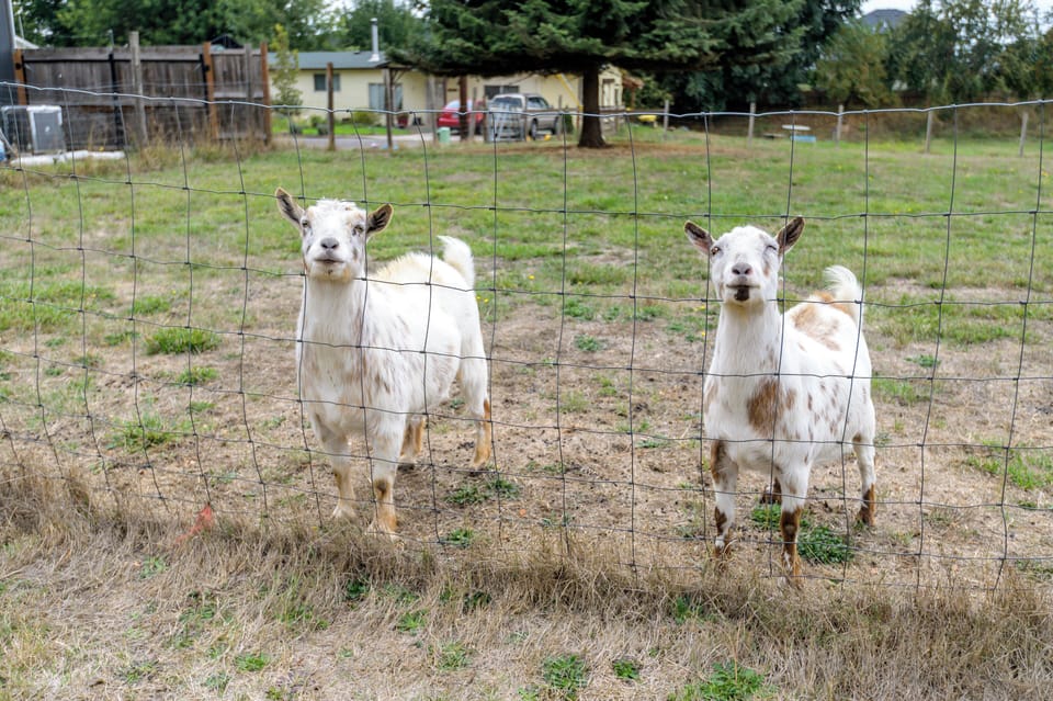Jimmy and Archie.  Feel free to give them fruits, vegitables or tortia chips.