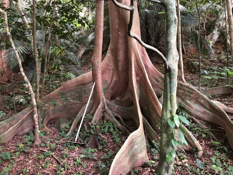 Overwhelming nature Very big tree