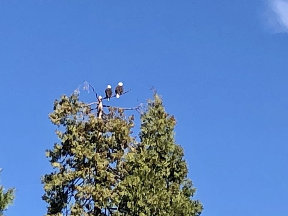 Bass Lake bald eagles. I took this picture driving home from work.