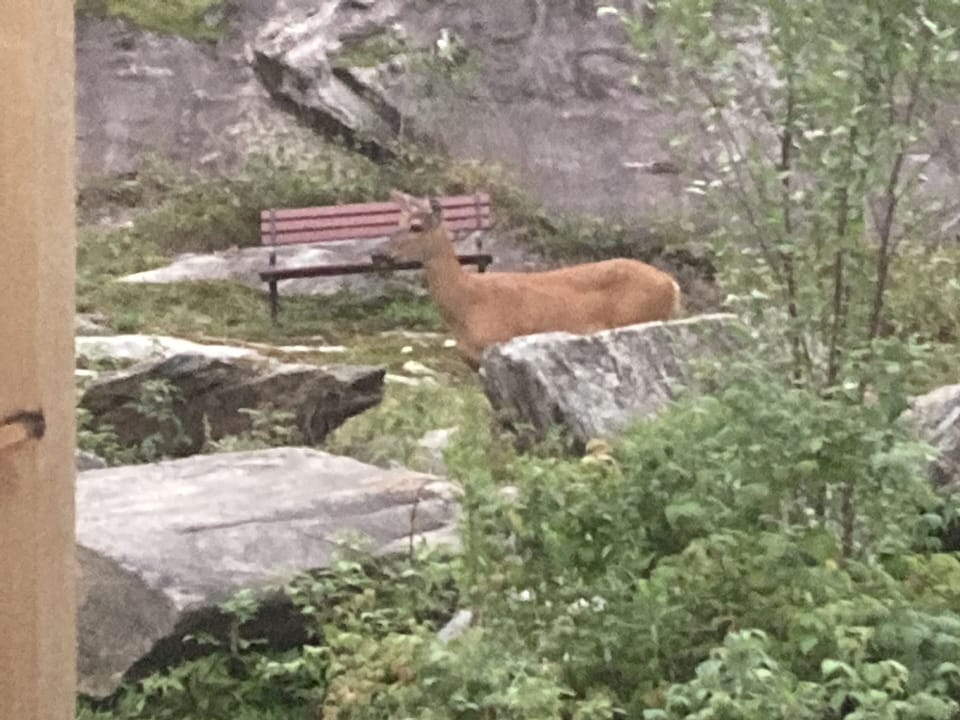 Some local neighbours wandering through