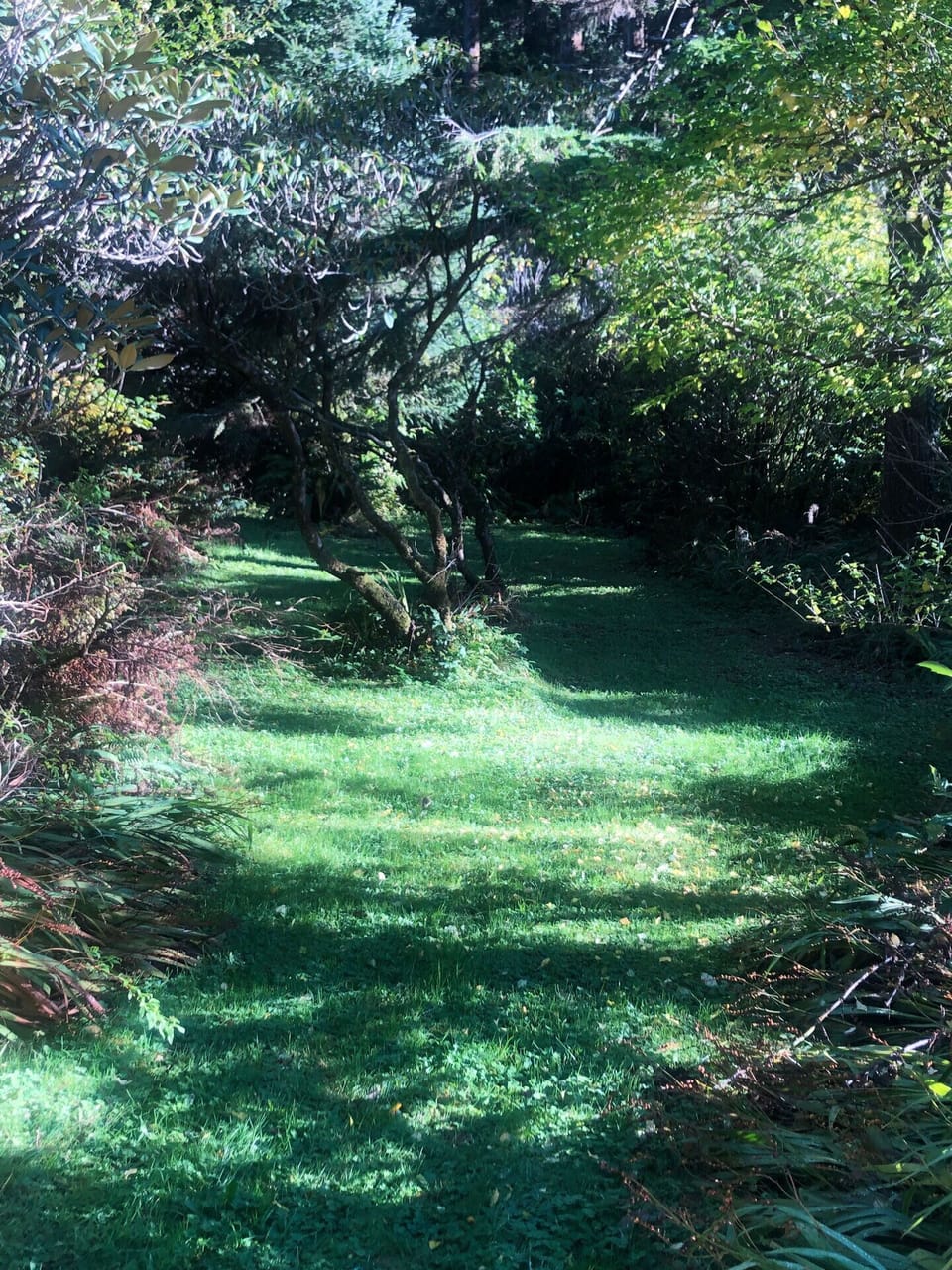 Back yard area