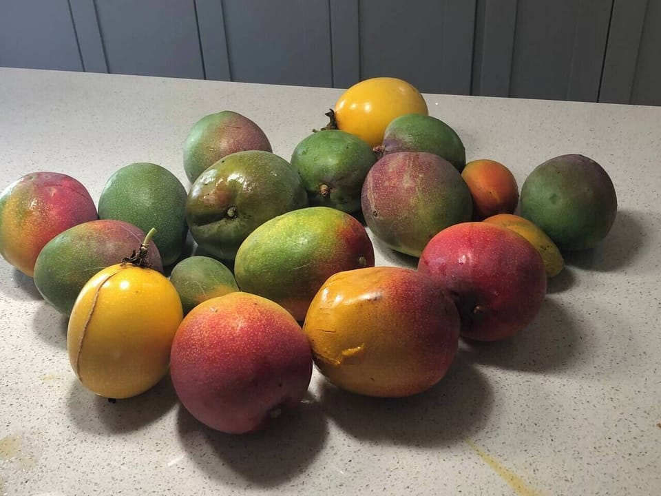 Enjoy delicious mangoes under the shadow of its tree.