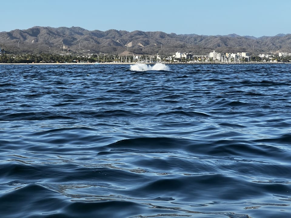 Whale watching is common during winter months