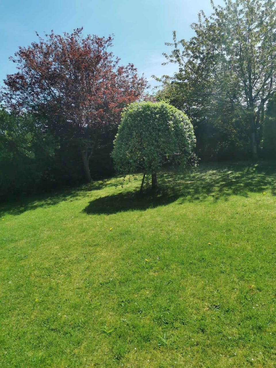 Shared garden surrounded by mature trees and shrubs 