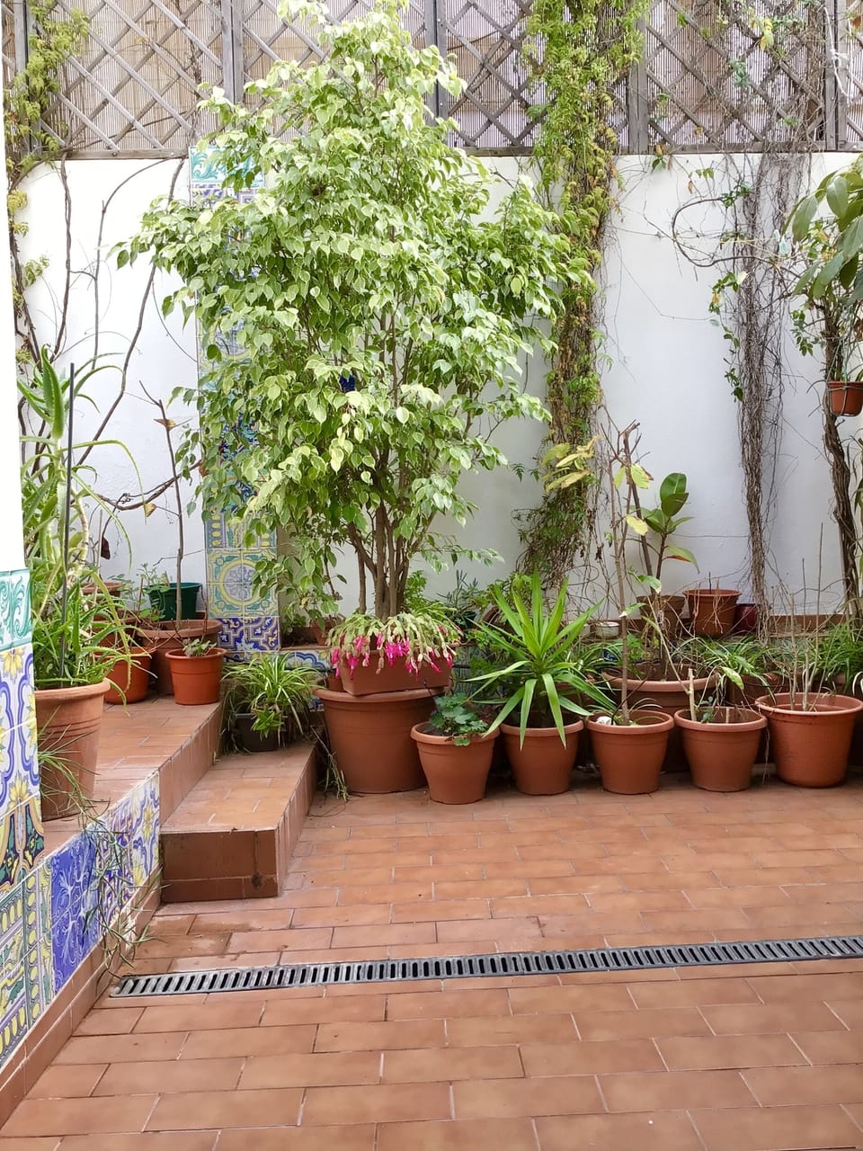Patio full of plants