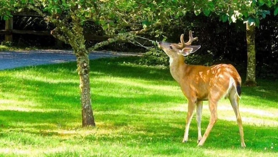 Enjoy watching wildlife from the comfort of the front porch, or your own room.!