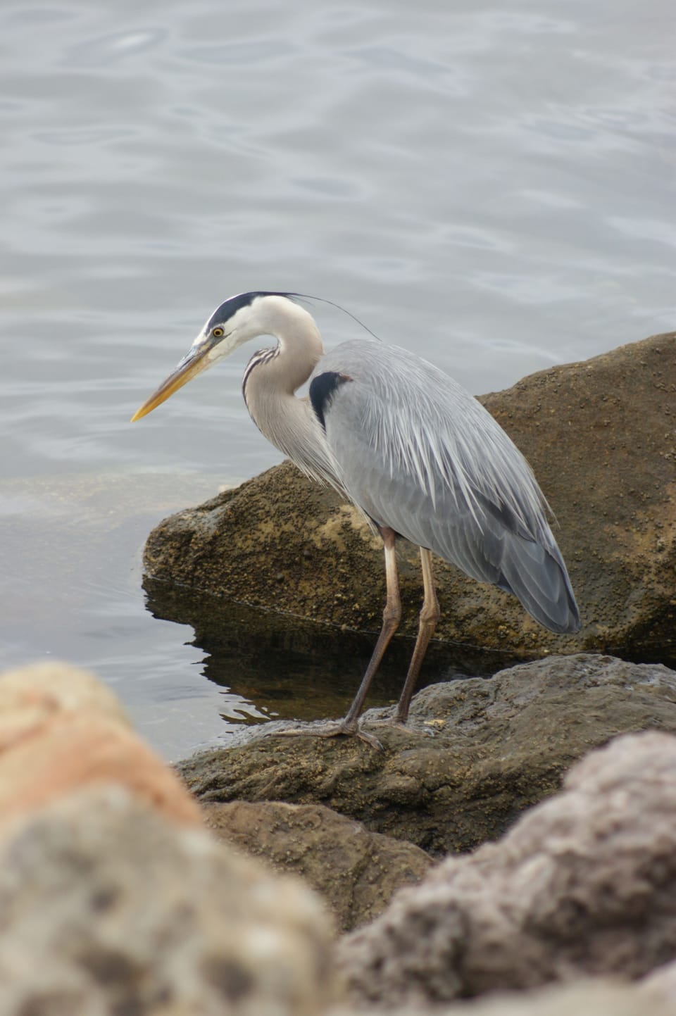 Channel fisherman