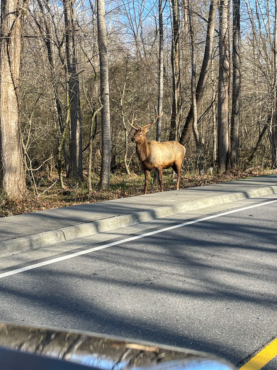 Wildlife - Elk near the Cabin