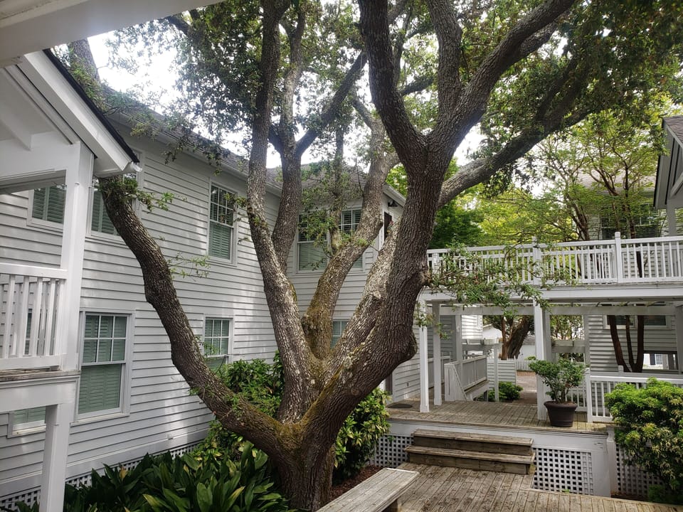 This live oak tree is the centerpiece for this 7 unit condo complex 