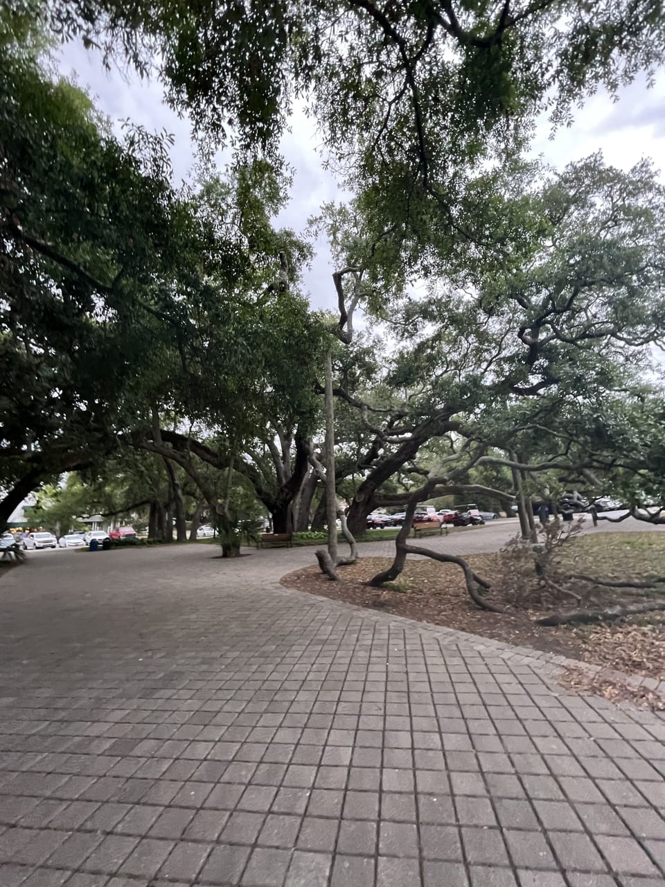 Beautiful Live oaks