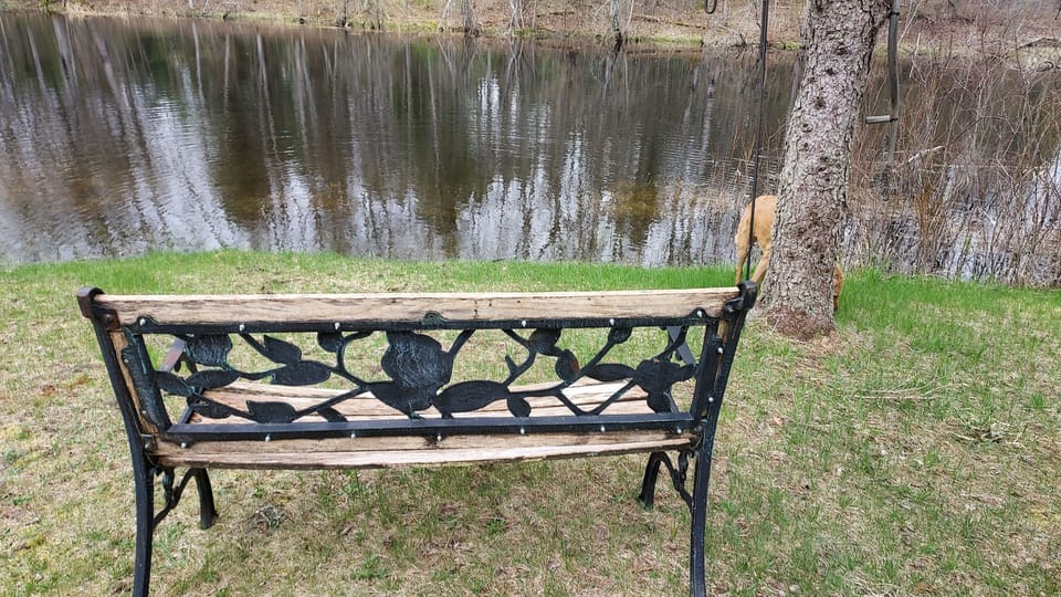 Natural Pond to observe wildlife