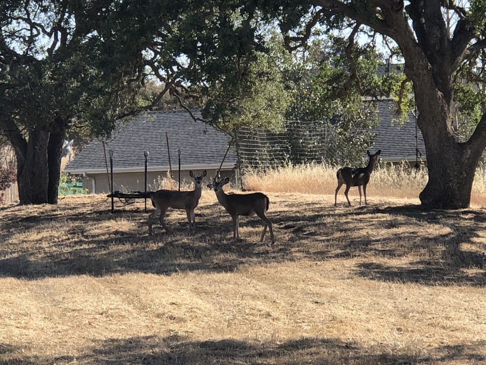 Early evening visitors on the side of the road.