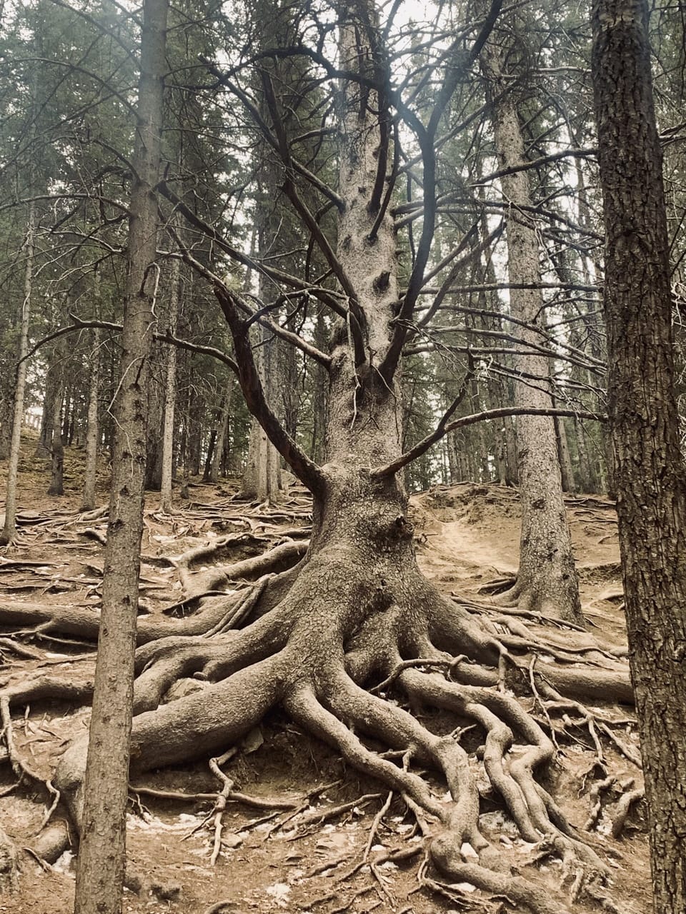 The Grandfather Tree-Cochrane Ranche (this iconic tree has since fallen)...