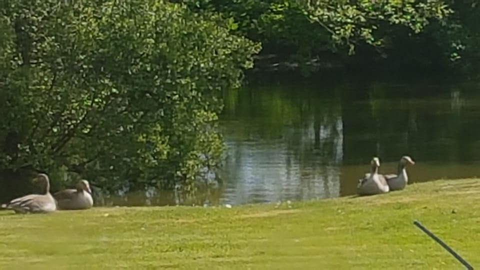 The pond and residents