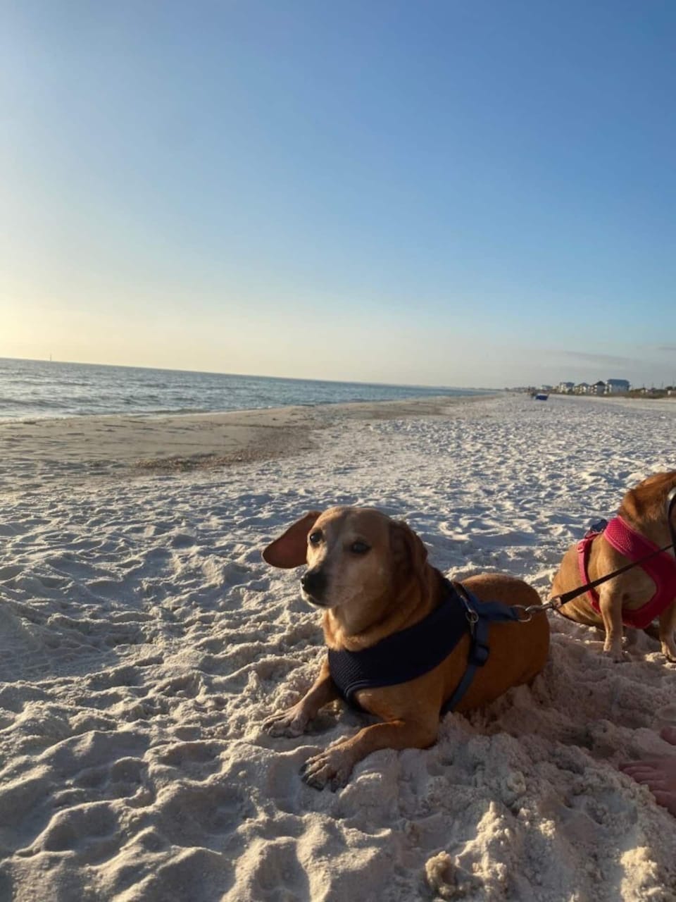 Beaches are pet friendly 