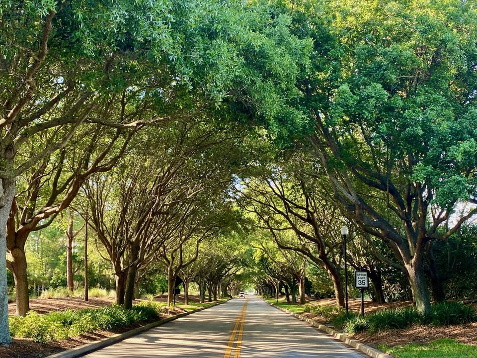 Canapied Trees along parkways.