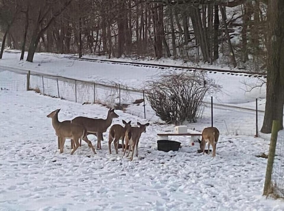 You may encounter wildlife throughout your stay