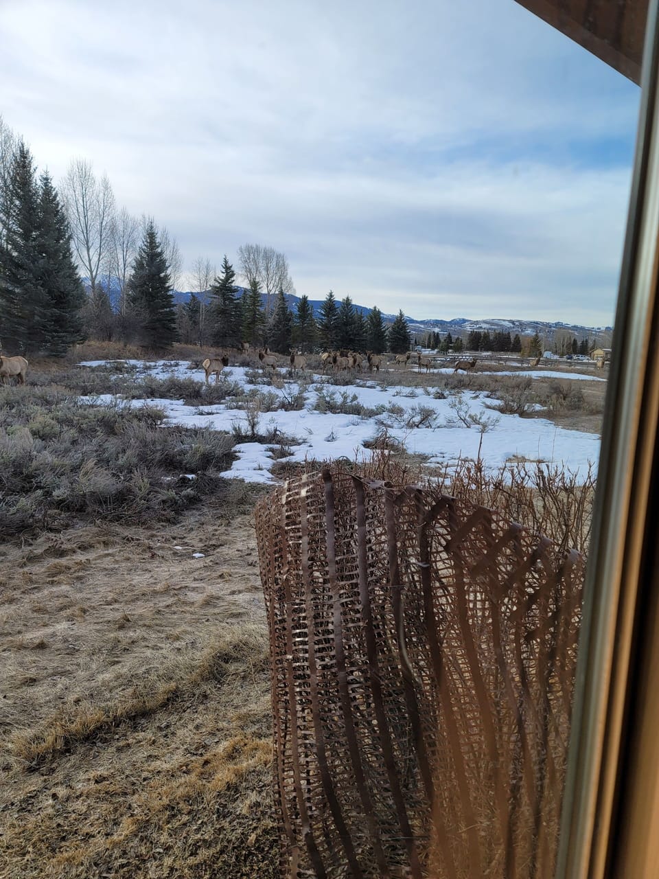Elk moving through the back yard.