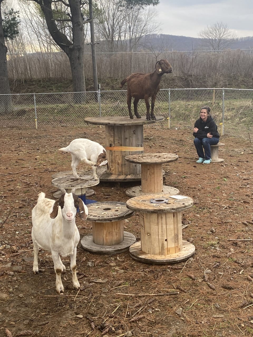 Some of our goats out looking for the free range chickens!