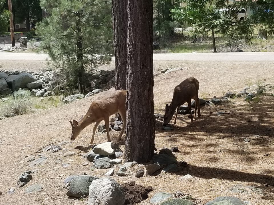 Morning Deer off front deck