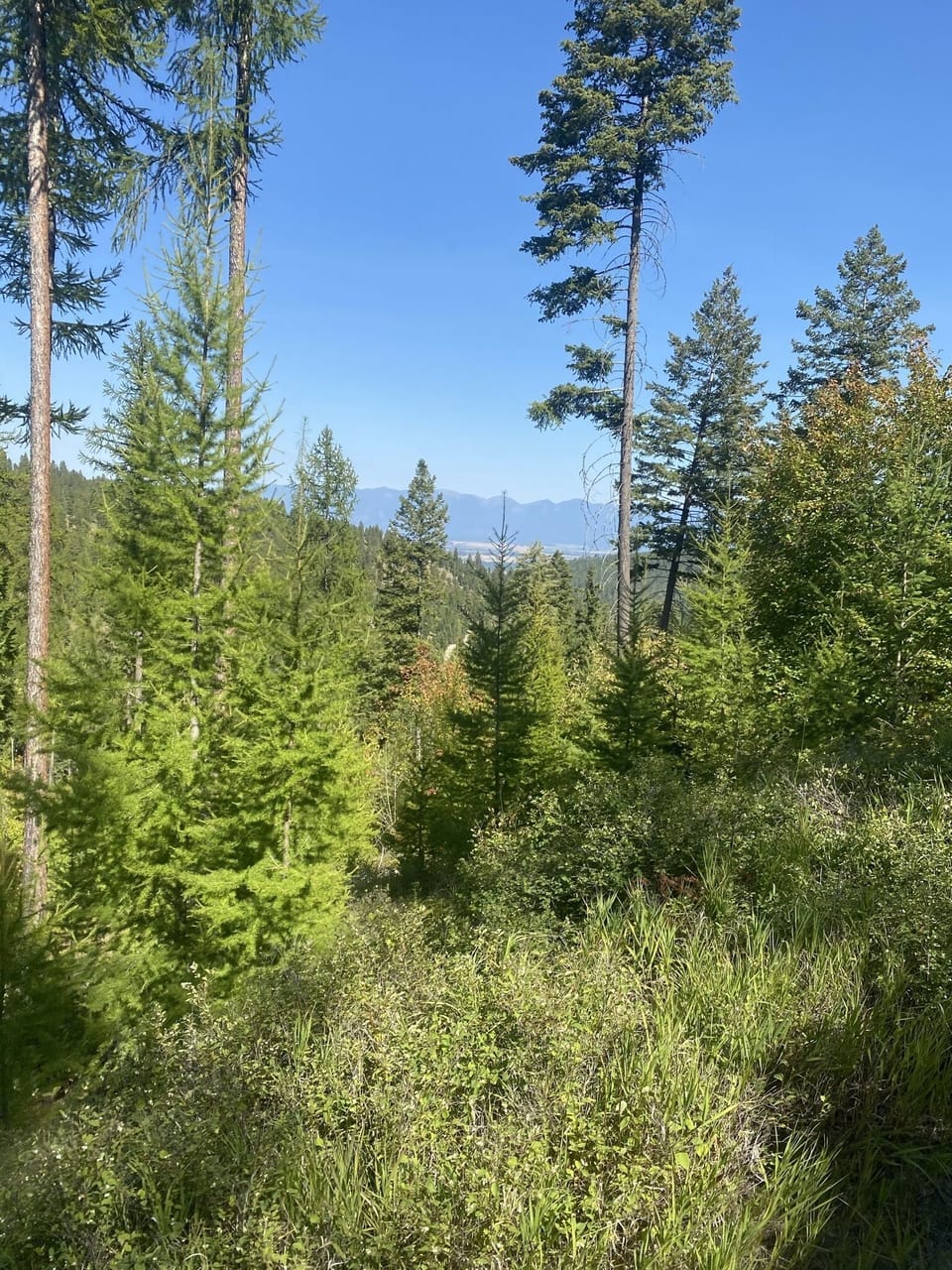 Flathead Valley Horseback Riding with Artemis Acres South Kalispell 45 min away!