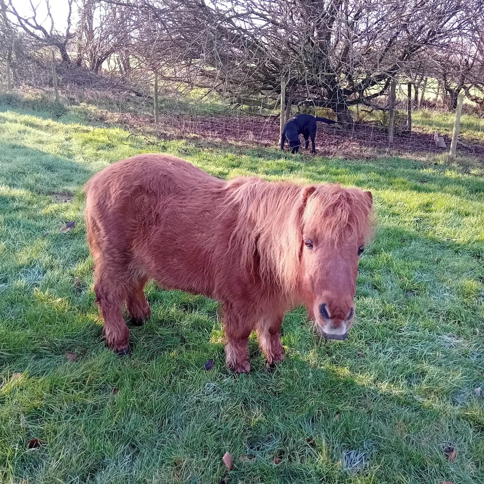 Molly the Shetland and Hugo Bear, the black lab by the pig pen