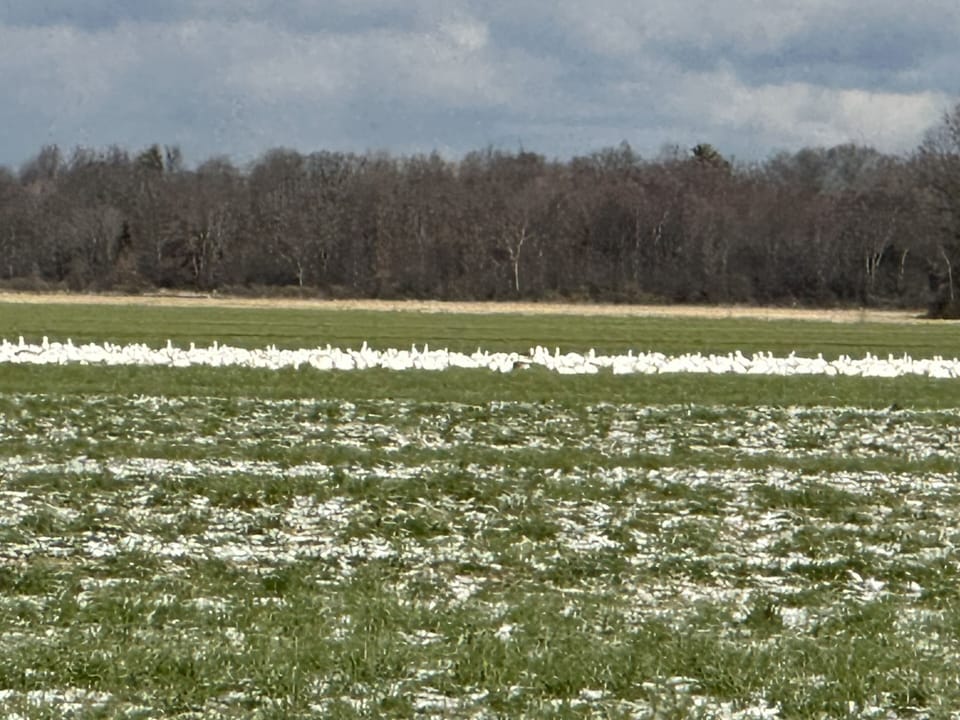 Snow Geese at Dead Creek Wildlife Refuge. 