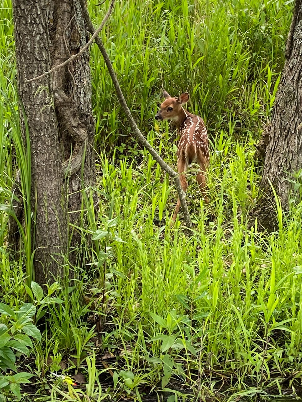 Wildlife surrounding the property. Deer love the Dutch Clover in the backyard.