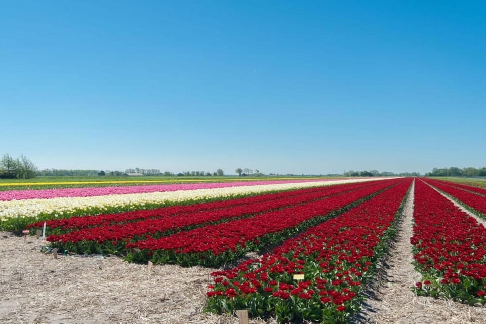 Region [summer] (>5 km)