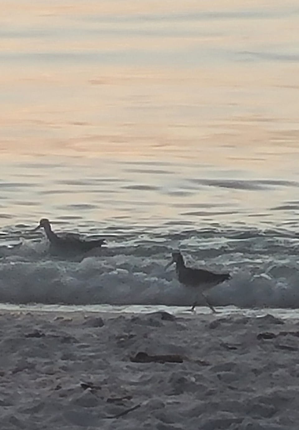 Manasota Beach 