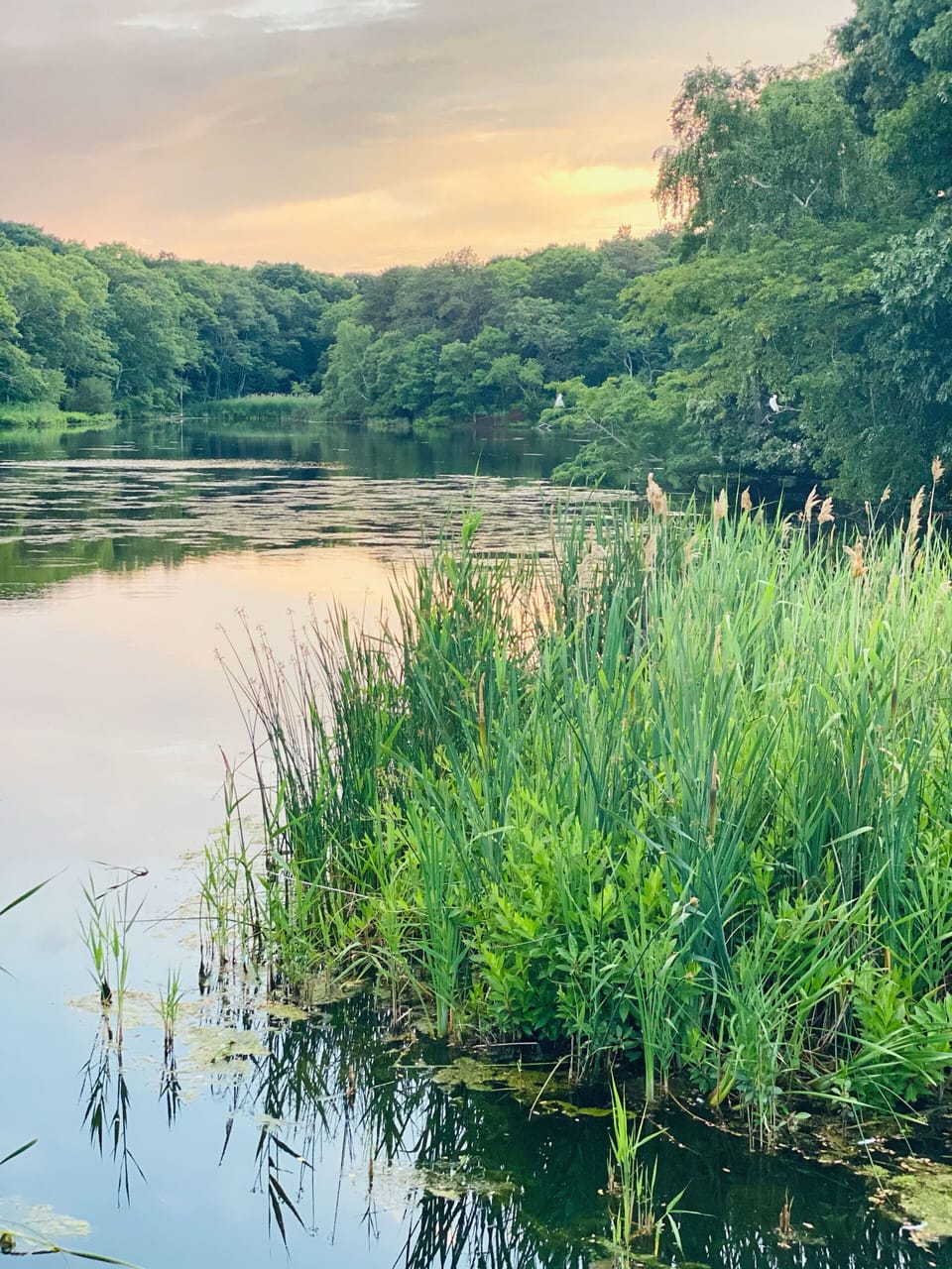 East Marion Lake is just a short walk down the street!