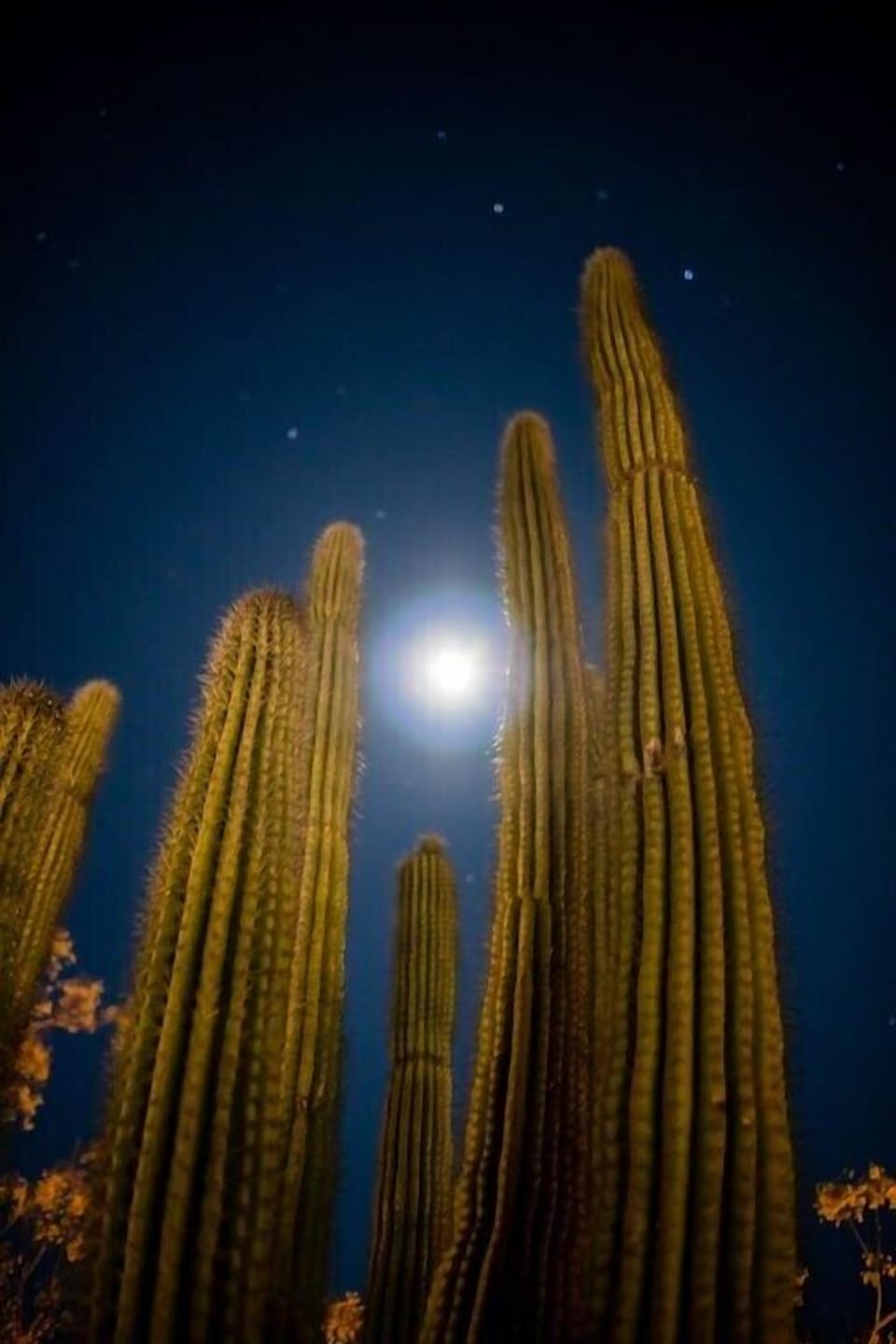 The stargazing at The Green Palm is 5/5! "Perfect spot for star gazing! Saw 3 shooting stars during my stay. Highly recommend."  - Marissa 