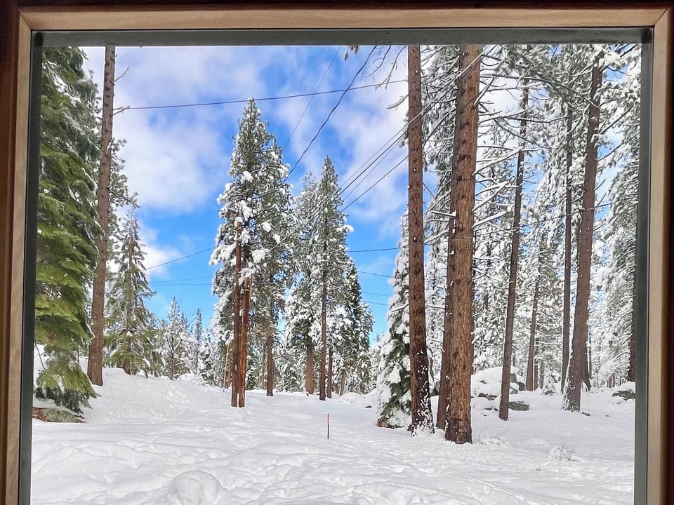 Forest view from the SAUNA