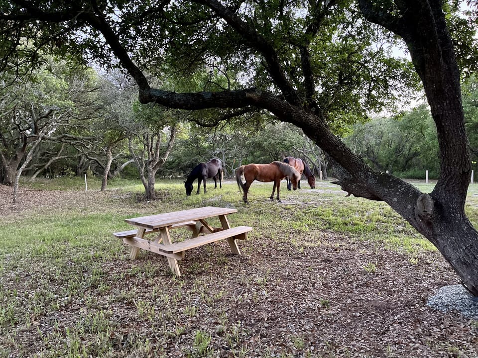 The horses love our natural salad bar
