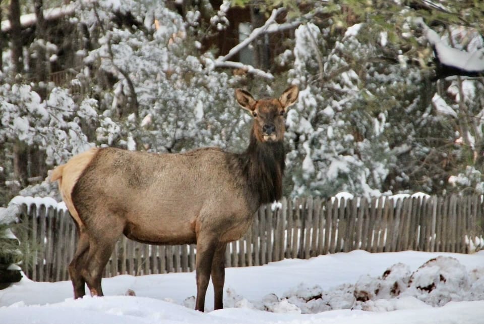 Elk