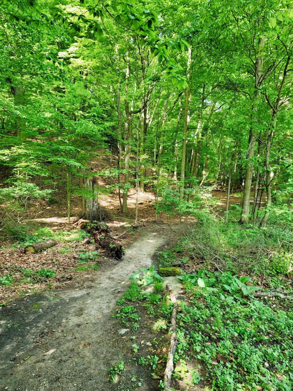 One of the trails leading into Mulligan's Hollow is located behind the property.