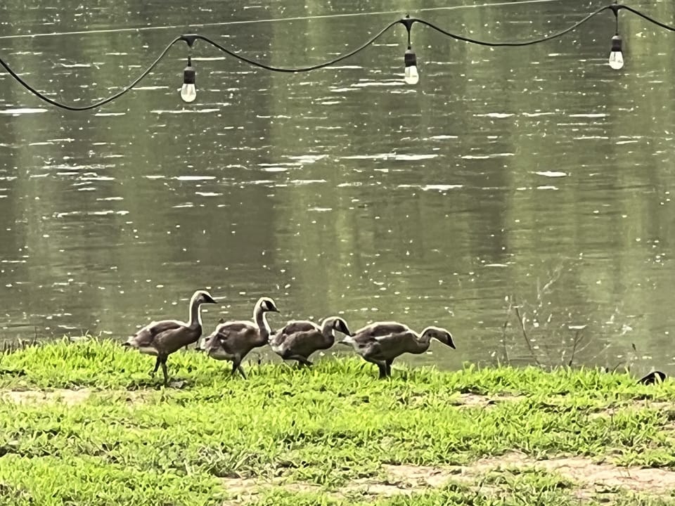 Spring Canadian Geese