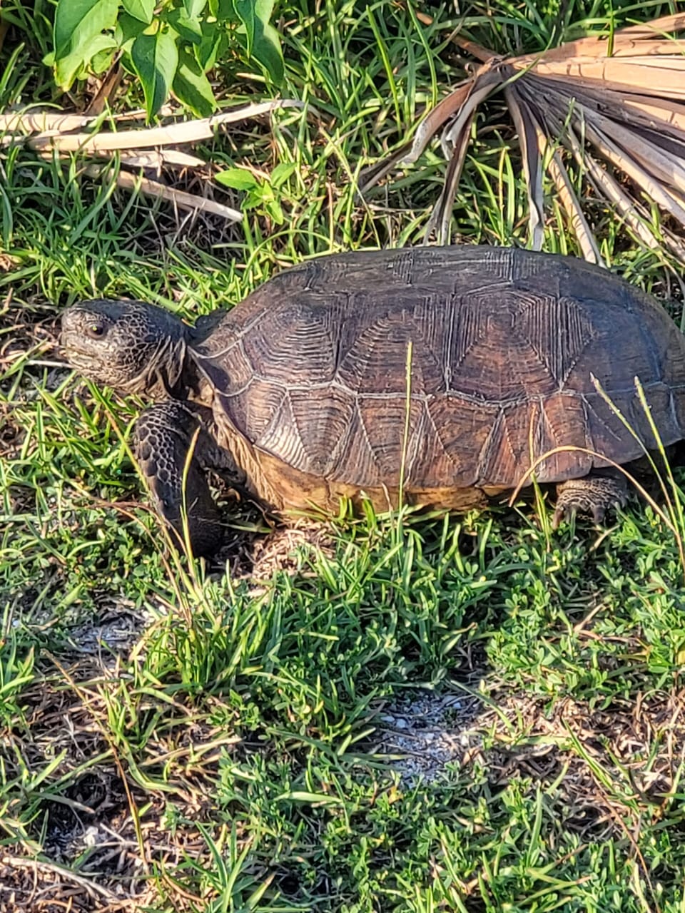 Nature at the Canaveral Seashore National Park.