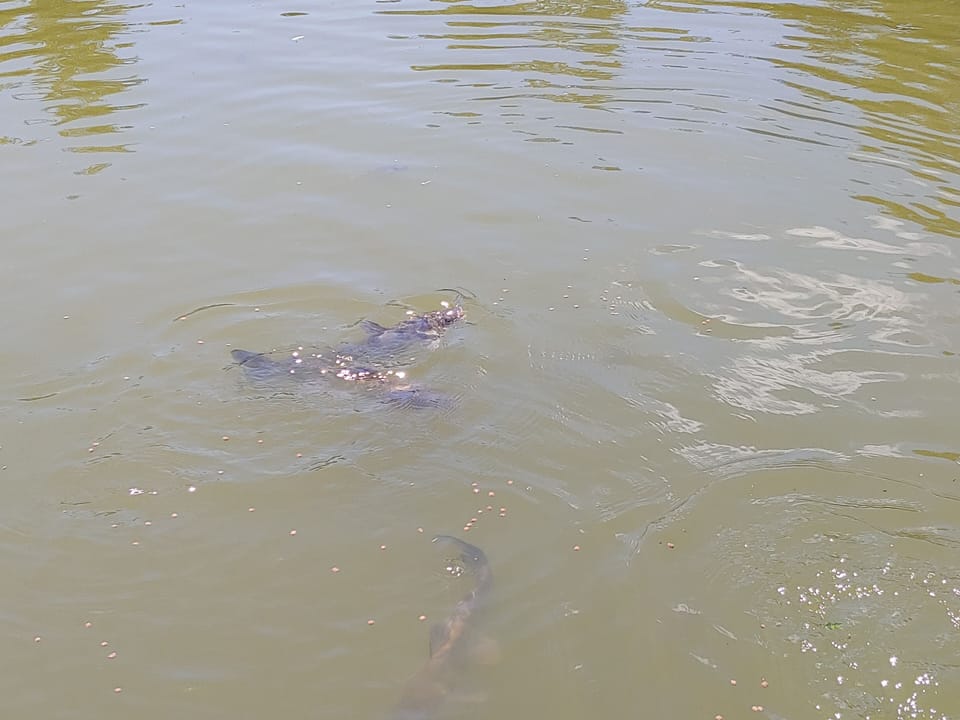 Our fish love coming up to be fed