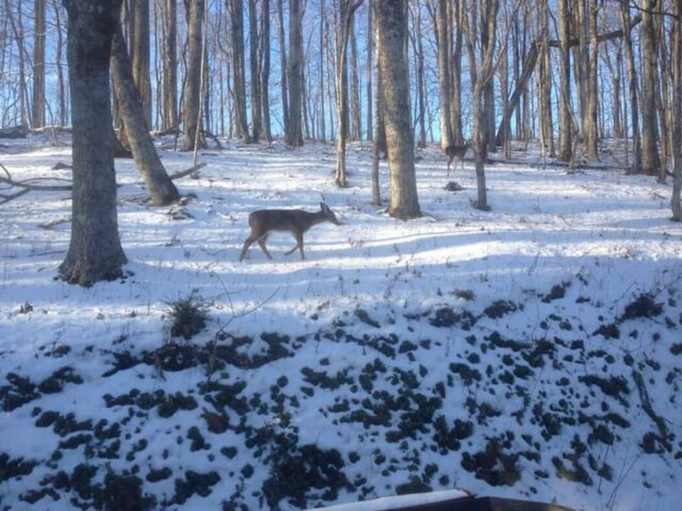 Wildlife frequently traverse through the neighborhood.