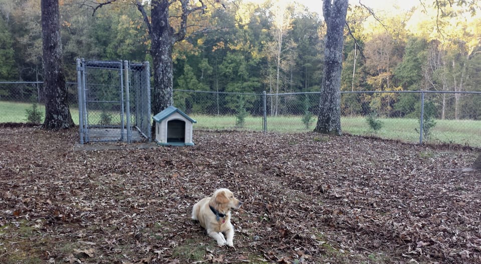 Fenced back yard