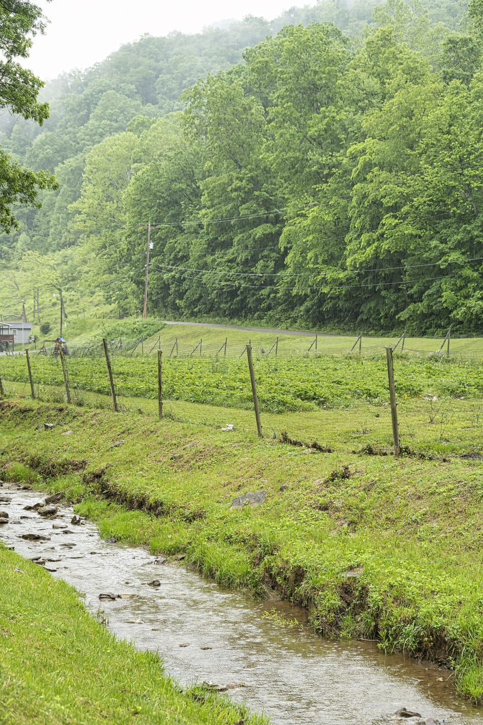 Strawberry field to explore. Strawberries available for picking mid to late May.