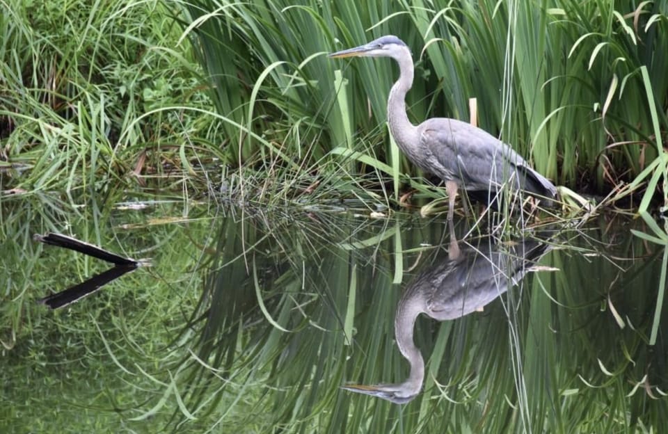 Wildlife at nearby Shamrock Preserve Park