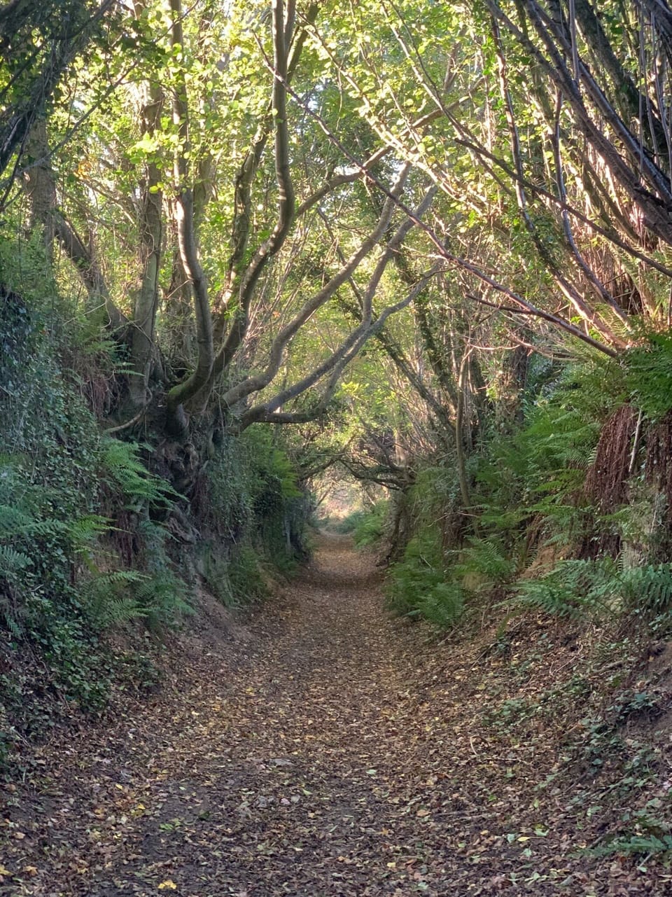 Local walks are stunning, through meadows and ancient drover's paths.