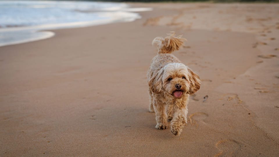 Amazing beach only a few minutes walk away, Easy access to an amazing surf beach for surfing
