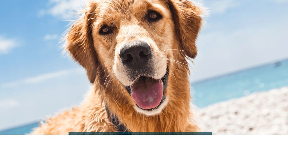 Dogs welcome at this property!