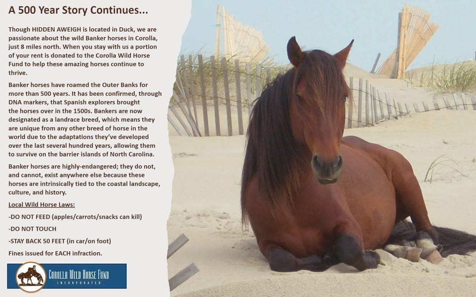 Hidden Aweigh proudly supports the Corolla Wild Horse Fund.