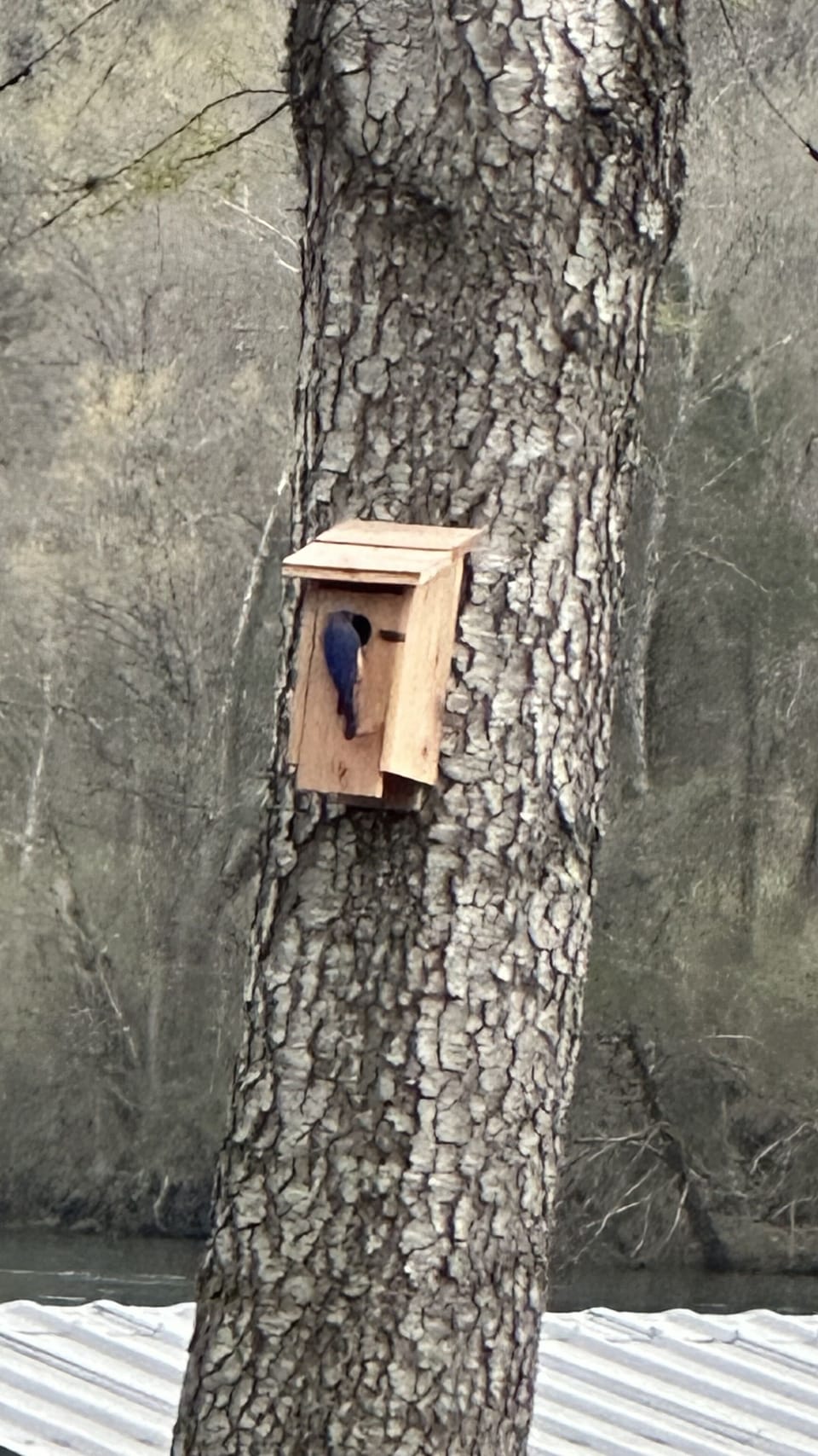 Rivercliff is a songbird paradise. Birdwatching is spectacular.Bluebird box
