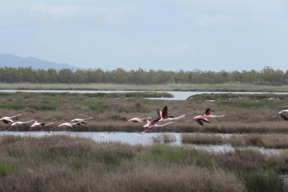 Region [summer] (>5 km)